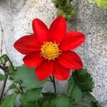 Dahlia coccinea Floare