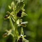 Ophrys aranifera 花