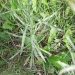 Conyza bonariensis 叶