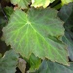 Begonia grandis List