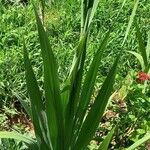 Gladiolus dalenii ഇല