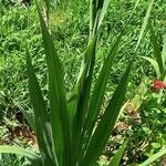 Gladiolus dalenii Feuille