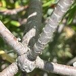 Euphorbia dendroides Bark
