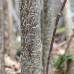 Corylus americana Bark