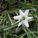 Narcissus poeticus Flower