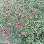 Alhagi maurorum Цветок