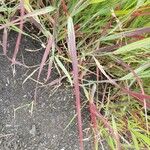 Panicum virgatum Leaf