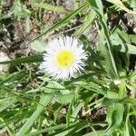 Erigeron uniflorus Květ