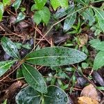 Xylopia richardii Leaf