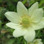Anemone multifida Floare