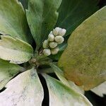 Pachysandra terminalis Flor