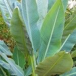 Musella lasiocarpa Hábito