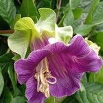 Cobaea scandens Virág