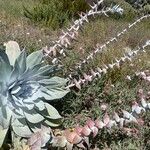 Dudleya pulverulenta Flower