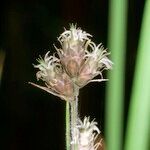 Fuirena pubescens Frucht