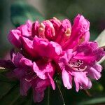 Rhododendron anthosphaerum Квітка