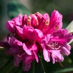 Rhododendron anthosphaerum Blomma