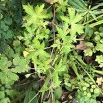 Geranium sibiricum List