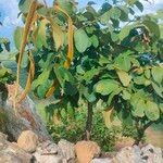 Markhamia obtusifolia Habit