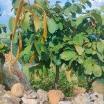 Markhamia obtusifolia عادت