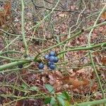 Smilax rotundifolia Fruit