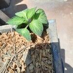 Capsicum pubescens Hoja