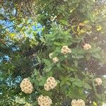 Angophora hispida Blad