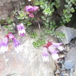 Penstemon davidsonii Flower