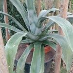 Agave salmiana 葉