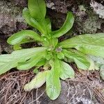 Valeriana locusta Hoja