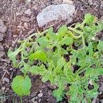 Mesembryanthemum crystallinum Leaf