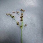 Juncus articulatus Květ