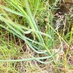Scorzonera aristata 葉