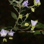 Jacquemontia pentanthos Flor