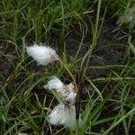 Eriophorum angustifolium Casca