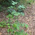 Lactuca floridana Hoja