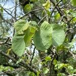 Cercis occidentalis Hostoa