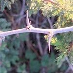 Asparagus capensis Écorce