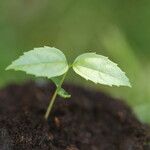 Celtis prantlii Hoja
