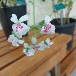 Pelargonium echinatum Flor
