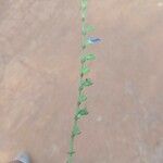 Salvia misella Φύλλο