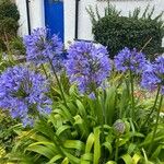 Agapanthus africanusCvet