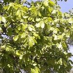 Quercus pubescens Frunză