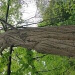 Tilia mandshurica Corteza