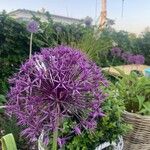 Allium nigrumFlor