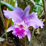 Cattleya lueddemanniana Flor