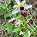 Ophrys × arachnitiformis Floare