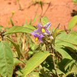 Solanum incanum Květ