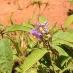 Solanum incanum Λουλούδι