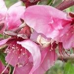 Prunus persica Flor